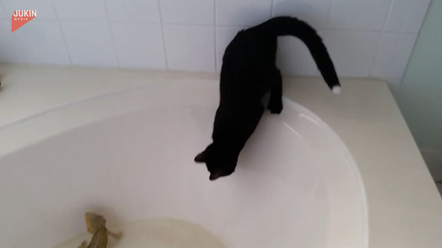 Kot chciał sprawdzić temperaturę w wannie, w której relaksował się jego kumpel. Finał?