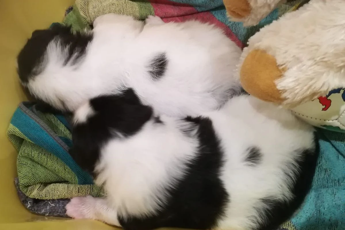 Policjanci lipnowskiej prewencji (woj. kujawsko-pomorskie) w trakcie kontroli jednego z wysypisk śmieci znaleźli dwa szczeniaki. Maluchy początkowo miały trafić do schroniska dla zwierząt, ale "skradły serce" funkcjonariusza. I tym sposobem znalazły dom.