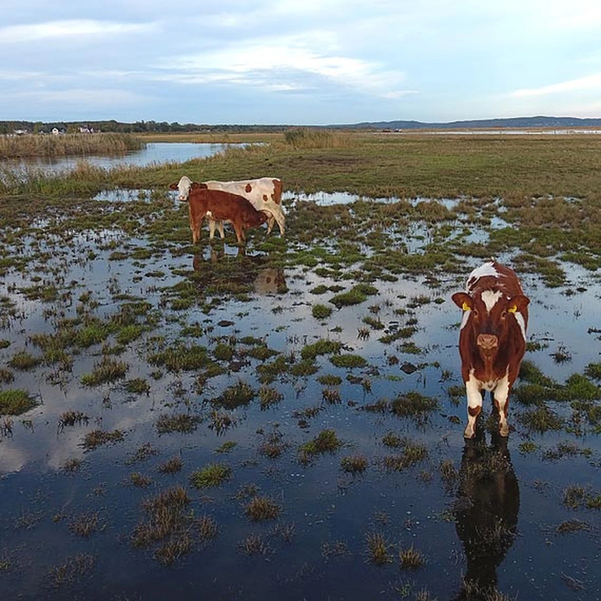Trzeba po nie płynąć specjalną amfibią i tak transportować na stały ląd. W Świnoujściu trwa operacja przewożenia stada krów, które całe lato spędziły pasąc się na jednej z wysp. 