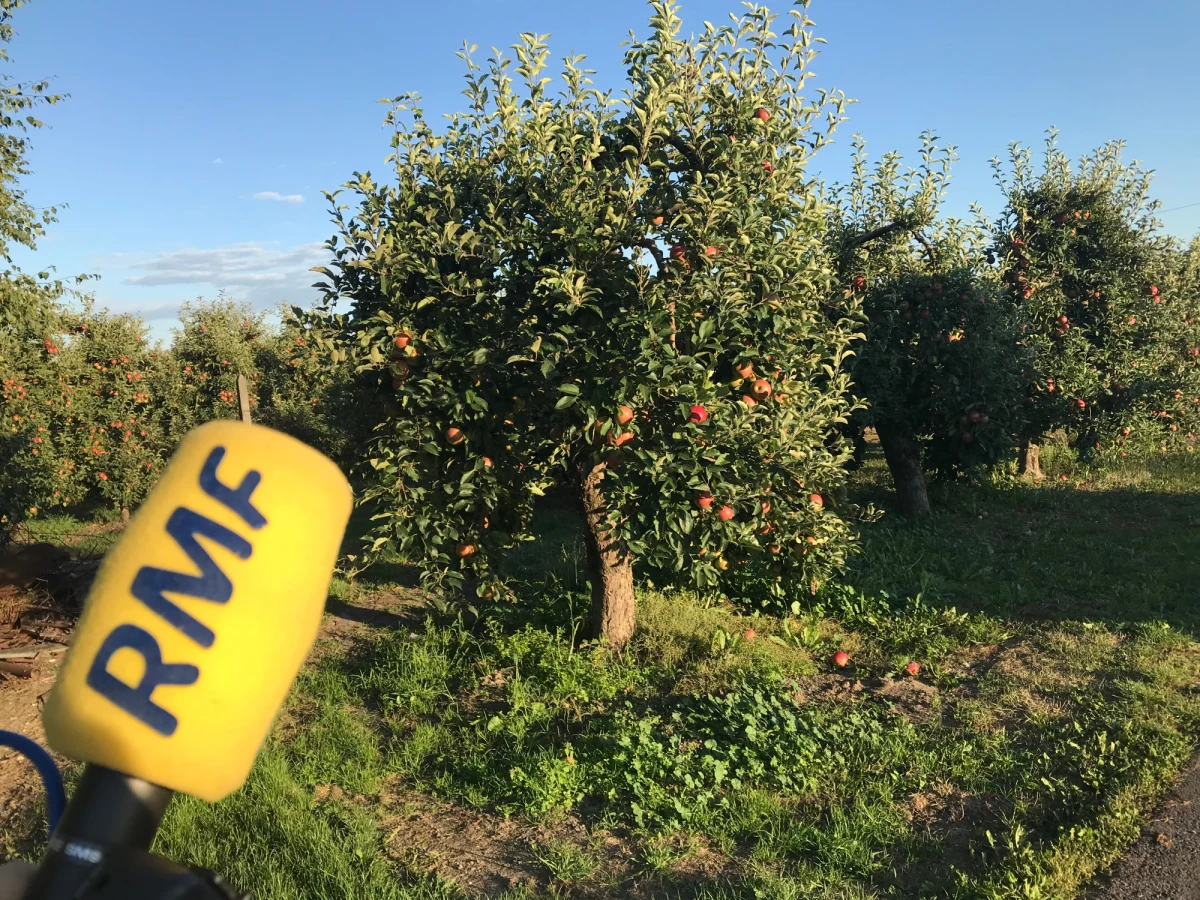 Skup interwencyjny jabłek ruszy dopiero na początku przyszłego tygodnia. Na razie jabłka w cenie 25 groszy za kilogram skupują pojedyncze punkty na Lubelszczyźnie. Sadownicy wciąż czekają na umowy. A w sadach - jak mówią - dywany jabłek, tak duże były zbiory w tym roku. Wczoraj spółka Eskimos podała listę ponad 70 miejsc, gdzie sadownicy mogą sprzedać owoce po specjalnej cenie - dwadzieścia pięć groszy za kilogram. W wielu punktach cena na razie nie zmieniła się.