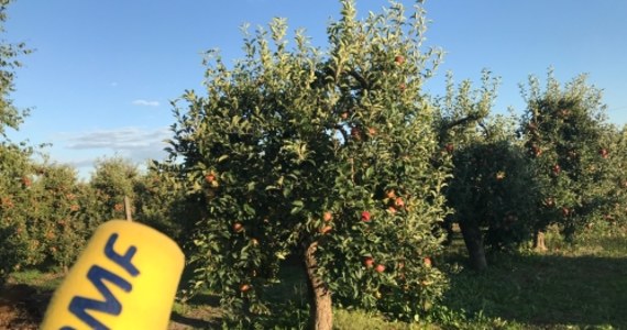 Skup interwencyjny jabłek ruszy dopiero na początku przyszłego tygodnia. Na razie jabłka w cenie 25 groszy za kilogram skupują pojedyncze punkty na Lubelszczyźnie. Sadownicy wciąż czekają na umowy. A w sadach - jak mówią - dywany jabłek, tak duże były zbiory w tym roku. Wczoraj spółka Eskimos podała listę ponad 70 miejsc, gdzie sadownicy mogą sprzedać owoce po specjalnej cenie - dwadzieścia pięć groszy za kilogram. W wielu punktach cena na razie nie zmieniła się.