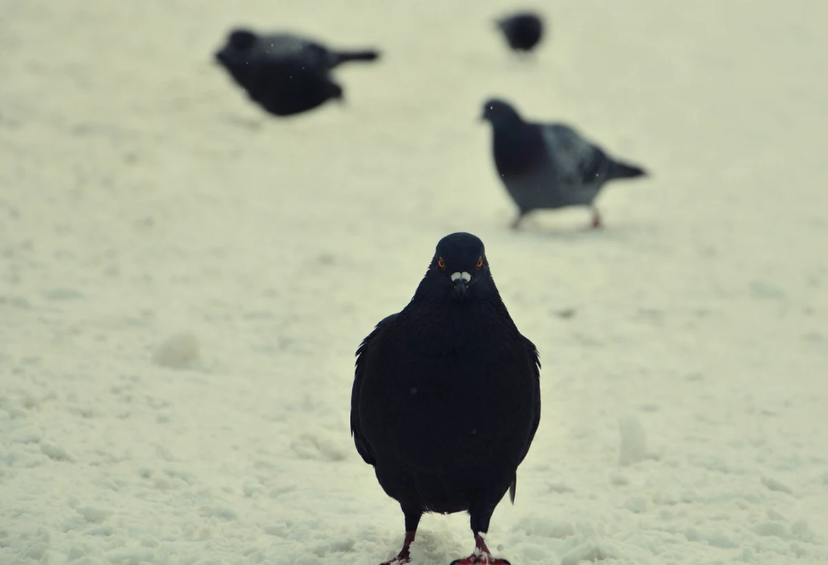 Policja zatrzymała dwóch mężczyzn podejrzanych o kradzież 68 gołębi. Wartość skradzionych ptaków to ponad czterysta tysięcy złotych – poinformował prokurator rejonowy w Prudniku Klaudiusz Juchniewicz.