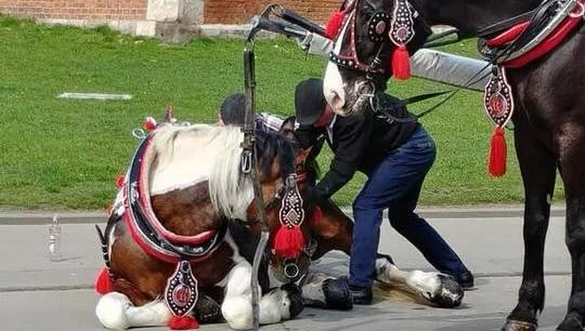 Do dramatycznego upadku konia doszło wczoraj około godziny 16. O całym zajściu Krakowskie Stowarzyszenie Obrony Zwierząt zawiadomili przerażeni przechodnie, którzy szli ulicą Grodzką, gdy zwierzę upadło. To kolejny taki przypadek w stolicy Małopolski.