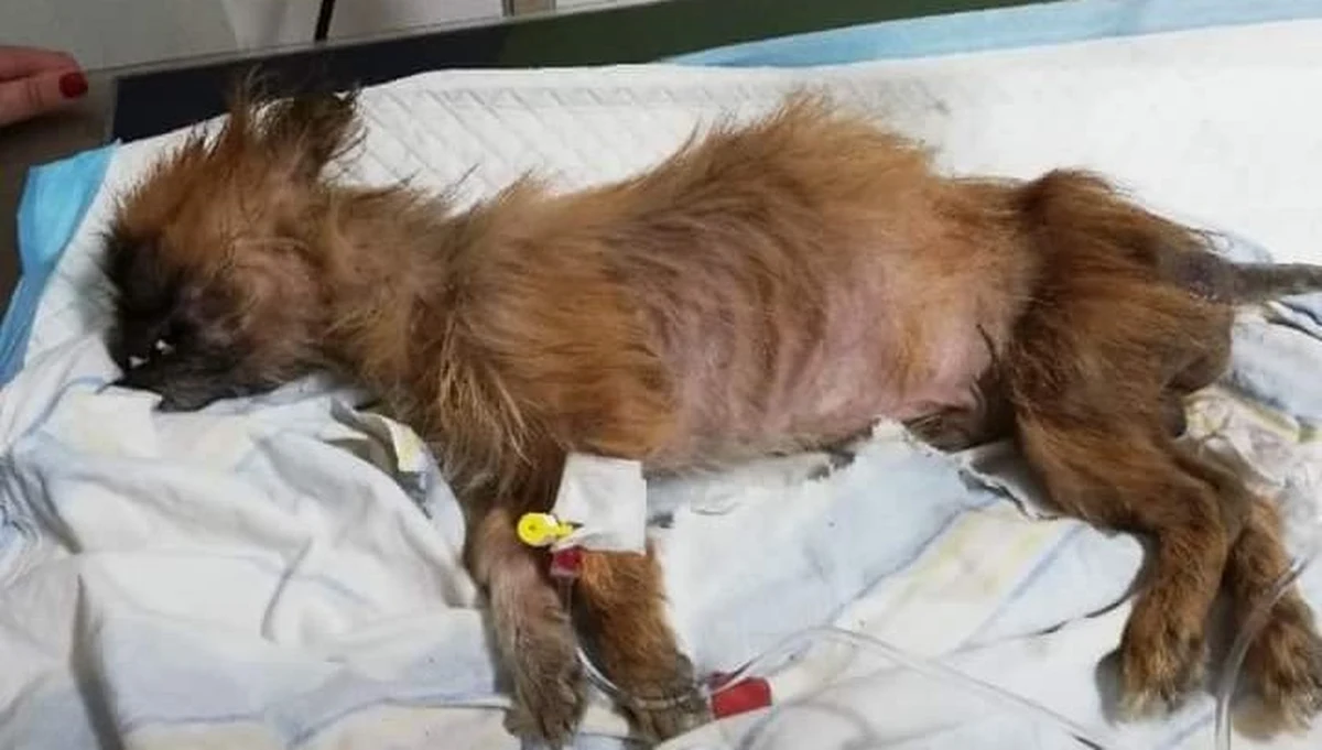 ​Żywego psa związanego w worku znaleźli pracownicy sortowni śmierci w powiecie włoszczowskim. Policja szuka właściciela zwierzęcia.