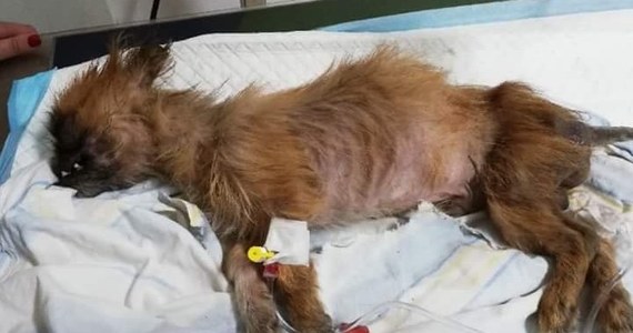 ​Żywego psa związanego w worku znaleźli pracownicy sortowni śmierci w powiecie włoszczowskim. Policja szuka właściciela zwierzęcia.