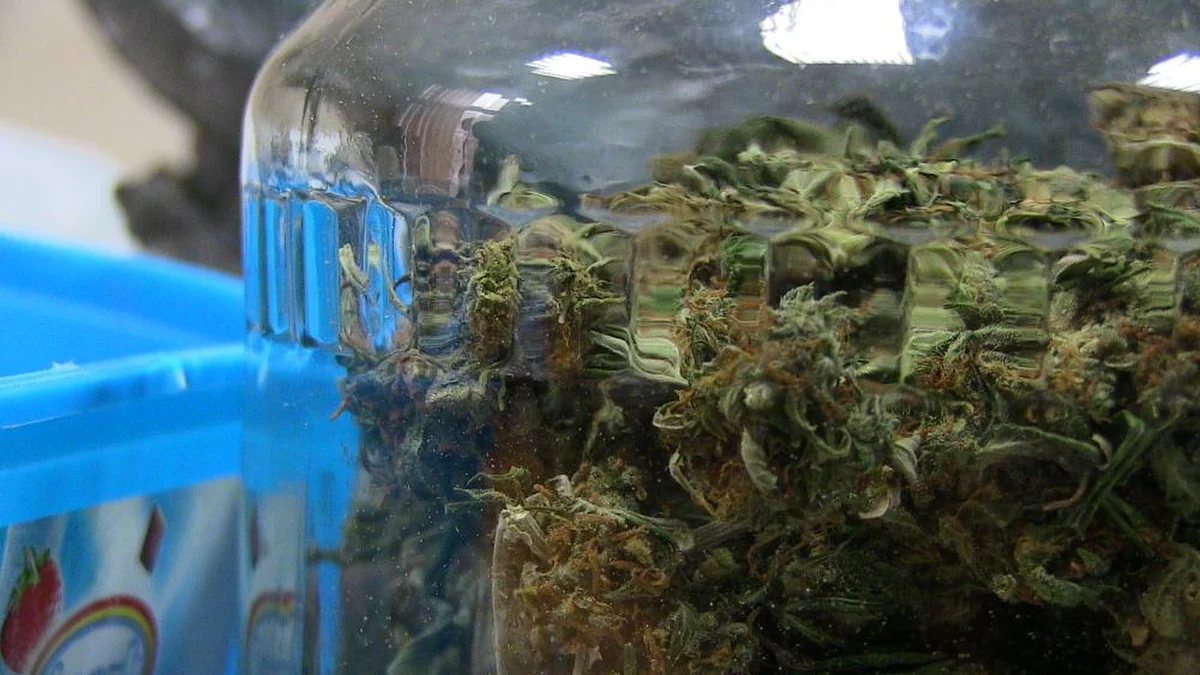 Brytyjskie ministerstwo spraw wewnętrznych zdecydowało o zmianie przepisów, na mocy których od 1 listopada lekarze specjaliści będą mogli wypisywać pacjentom lekarstwa oparte na medycznej marihuanie.