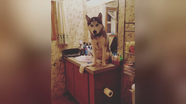 Ten uroczy pies upodobał sobie łazienkę jako miejsce zabaw. Niestety, finał bardzo go rozczarował.