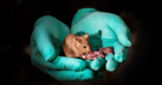 Seks nie jest już potrzebny. Przynajmniej w celach reprodukcyjnych. W każdym razie u myszy. Po raz pierwszy w historii naukowcom udało się stworzyć myszy z materiałem genetycznym pochodzącym wyłącznie od dwóch samic. Młode myszy okazały się zdrowe, osiągnęły dojrzałość i doczekały się nawet swojego własnego potomstwa. Badacze z laboratorium Chińskiej Akademii Nauk w Pekinie piszą na łamach czasopisma "Cell Stem Cell", że zdołali także stworzyć potomstwo z materiału genetycznego dwóch samców, to jednak było w stanie przetrwać nie dłużej, niż 48 godzin. Samice okazały się jednak bardziej przydatne od samców.