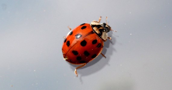 Wróciła plaga biedronek azjatyckich w Polsce. Wyglądają niewinnie, ale konsekwencje ich ugryzienia mogą być poważne. Biolodzy ostrzegają: trzeba uważać.