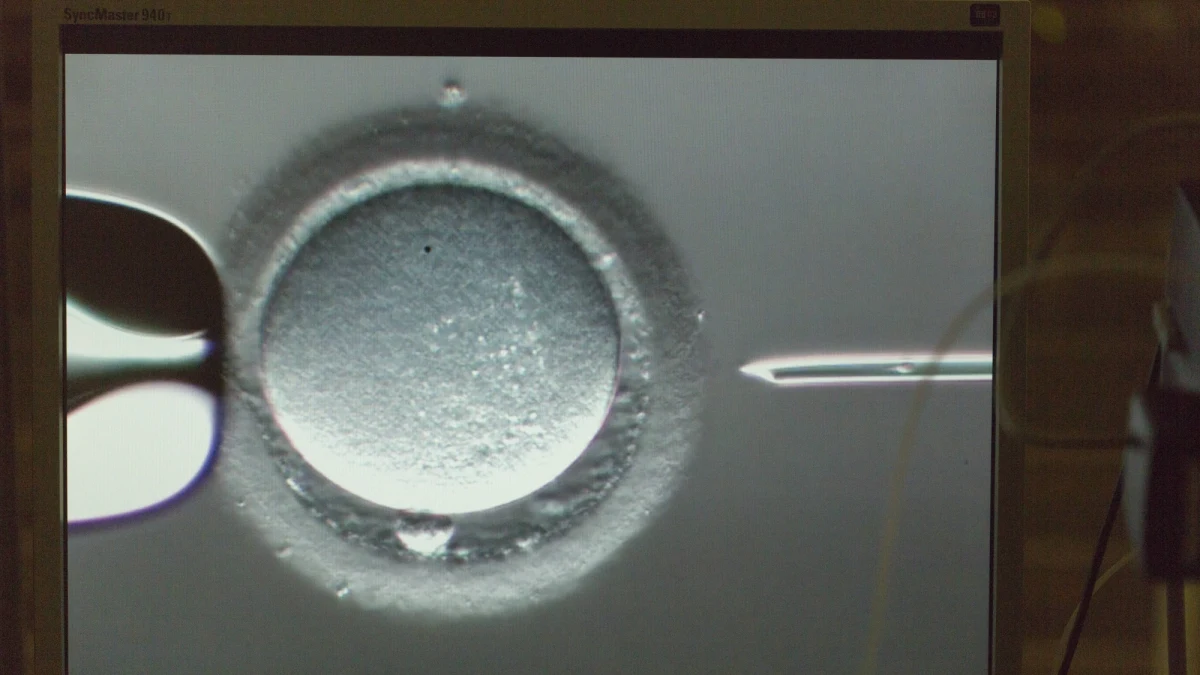 Wszędzie tam, gdzie SLD będzie miało w samorządach wpływ na władzę, będzie proponować wsparcie finansowe dla tych par, które chcą leczyć niepłodność metodą zapłodnienia pozaustrojowego in vitro - zapowiedział w Białymstoku przewodniczący Sojuszu Włodzimierz Czarzasty.