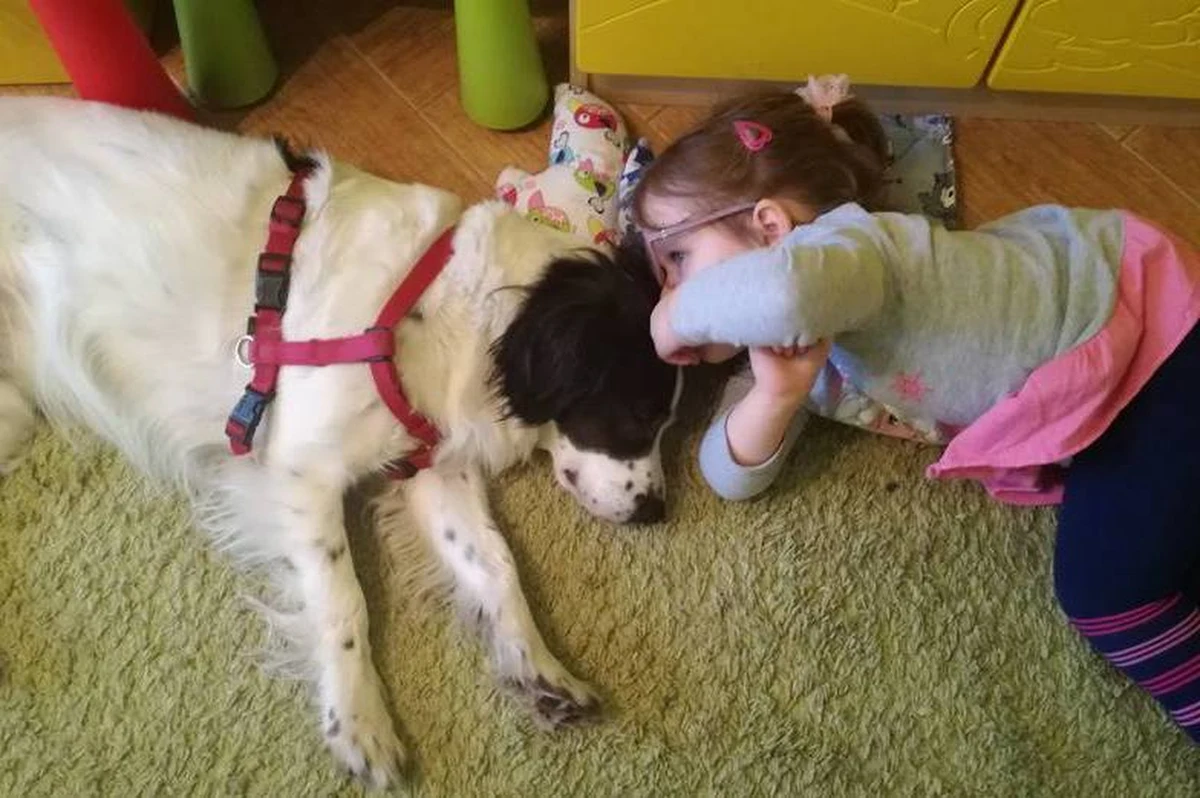 "​Tylko dzięki niej wsiadłem do tej łódki", "Dzięki niemu nie bałem się dentysty i nauczyłem jeść warzywa". Nauczyciel, który potrafi dotrzeć do ucznia i zarazić go swoimi pasjami to prawdziwy skarb. Czasami jednak, kiedy na przeszkodzie stoją różne niepełnosprawności czy choroby, niezależnie od starań terapeutów, kontakt z dzieckiem bywa niemożliwy lub bardzo utrudniony. Wtedy z pomocą może przyjść nauczyciel na czterech łapach, lub łapkach, albo kopytach, a nawet - racicach. O niezwykłej pracy zwierząt-terapeutów opowiedziała naszej dziennikarce Karolinie Michalik Katarzyna Rubińkowska - Wasylowska, dogoterapeuta, pedagog specjalny pracująca w Przedszkolu Integracyjnym Nr 12 im. Marii Montessori w Chorzowie oraz prowadząca Dogoterapię w PPHU "Przyjazna dłoń pomocna łapa".