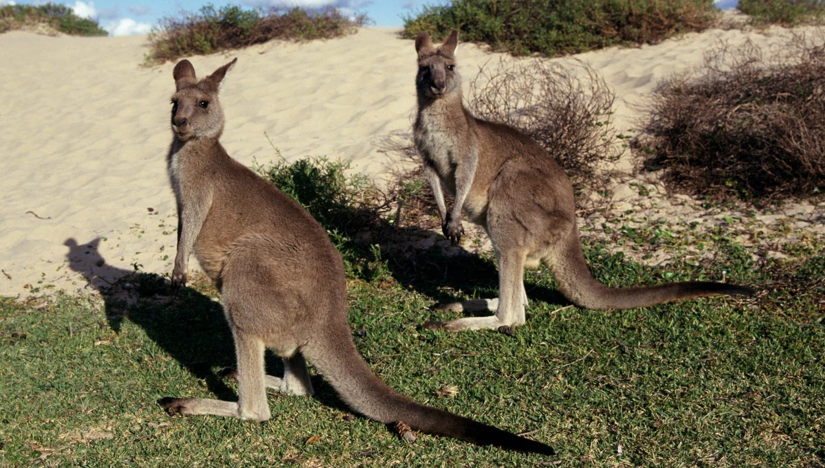 ​Australijscy strażnicy przyrody mieli nie lada szczęście. Małżeństwo zostało zaatakowane przez kangura, który brutalnie ich poturbował. Gdyby nie pomoc, atak mógłby skończyć się tragicznie.