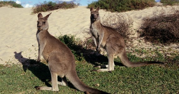 ​Australijscy strażnicy przyrody mieli nie lada szczęście. Małżeństwo zostało zaatakowane przez kangura, który brutalnie ich poturbował. Gdyby nie pomoc, atak mógłby skończyć się tragicznie.