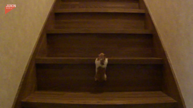 Chomik został znaleziony na schodach, po których próbował się wspinać. Zobaczcie jak walczy z trudnościami i pokonuje wysokie schody.