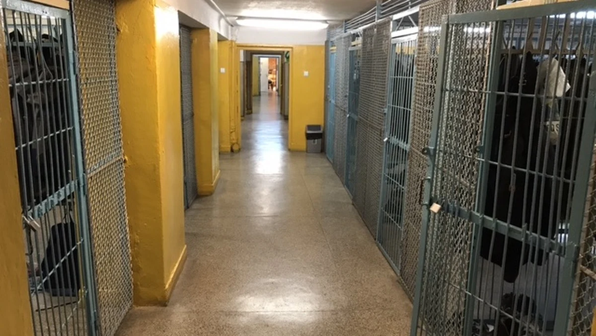 Uczniowie kieleckiej szkoły zostali ewakuowani z budynku, po tym jak jeden z nich rozpylił gaz pieprzowy. 15-letnia uczennica została przewieziona do szpitala. Policja ustaliła sprawcę tego wybryku.