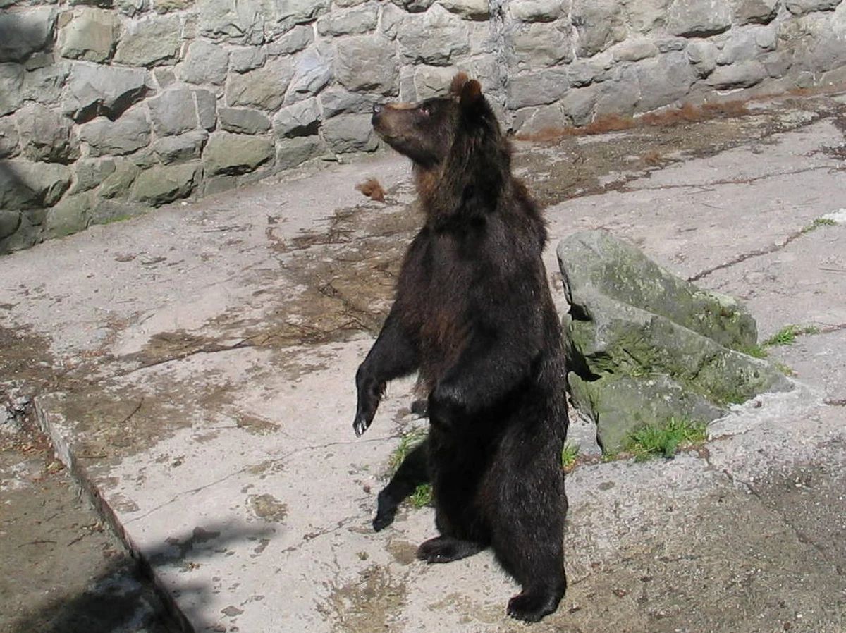 Nasi południowi sąsiedzi mają coraz większe problemy z oswojonymi niedźwiedziami. Potężne drapieżniki zapuszczają się do centrów miast w poszukiwaniu jedzenia. Przykładem jest Tatrzańska Łomnica, gdzie niemal jak na Alasce można codziennie spotkać niedźwiedzia.