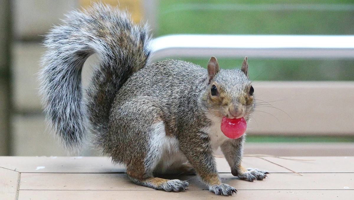 "Liczy się każde życie – bez względu na to, jak mała jest istota". Taka myśl przyświecała 19-letniemu Chrisowi Felixowi z Brooklyn Park w Minnesocie, który udzielił pierwszej pomocy… wiewiórce.