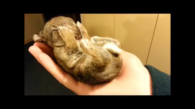 Właściciele chcieli pokazać wszystkim swojego nowego pupila. Został nim młody królik, który mieści się w zaledwie w dłoni. Czyż nie jest uroczy? 