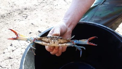 Egzotyczny krab w jeziorze Dąbie. Dostał się tam z wodami balastowymi statku 