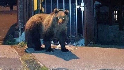Na Słowacji jak na Alasce. Niedźwiedzie chodzą po ulicach