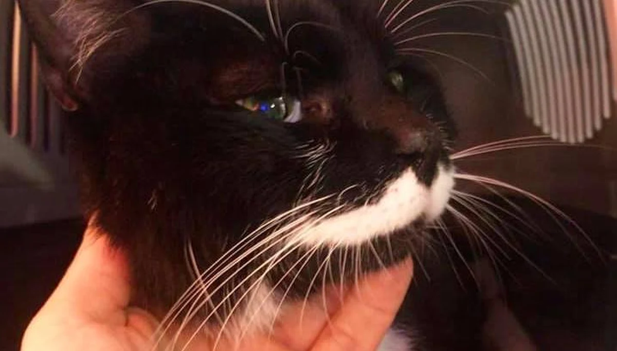 "Kot-podróżnik najlepszym przyjacielem człowieka!" - tego rodzaju tytuły powtarza się we francuskich mediach, które ujawniają niezwykłe historie. Kot przebył ponad tysiąc kilometrów - z południa na północ Francji - prawdopodobnie w poszukiwaniu swoich właścicieli.