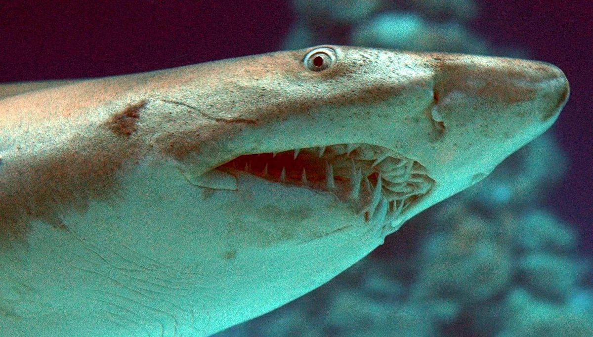 ​Kobieta w centrum handlowym w Chinach wpadła do ozdobnego akwarium, w którym pływały żarłacze cytrynowe. Kobiecie rzucili się na ratunek strażnicy ochrony.