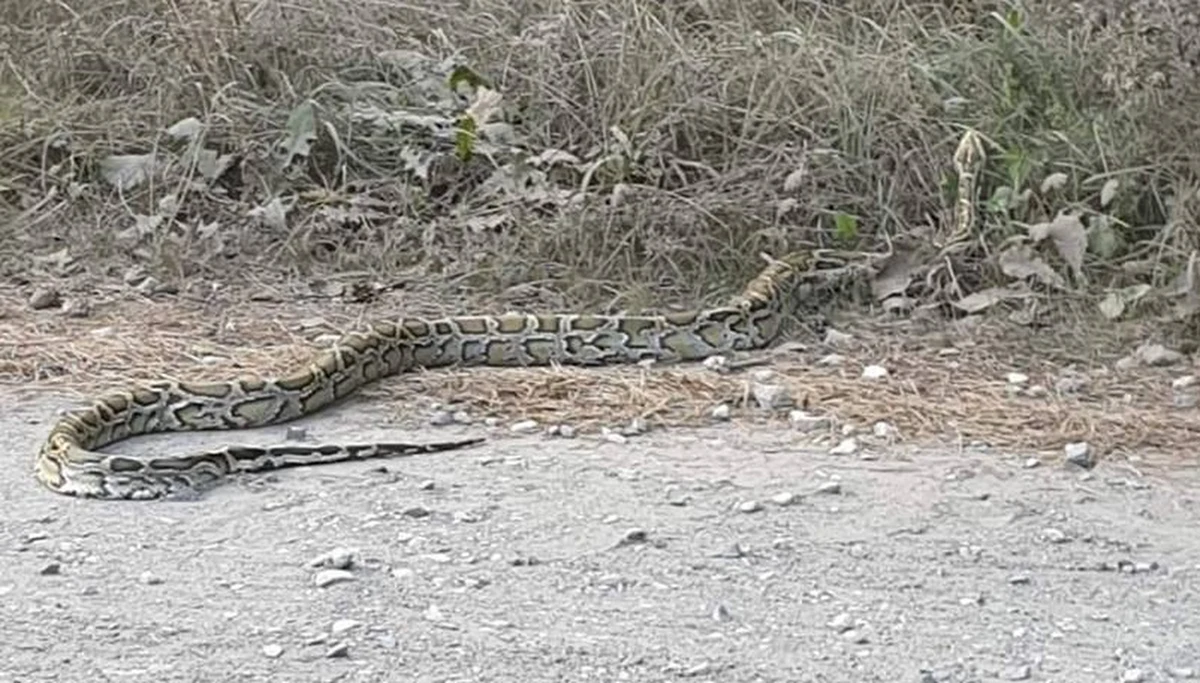​Nie znalazł się pyton z Konstancina, ale poszukiwacze natrafili na innego gada. W czwartek w okolicach Piotrkowa Trybunalskiego wolontariusze znaleźli dwumetrowego pytona tygrysiego.