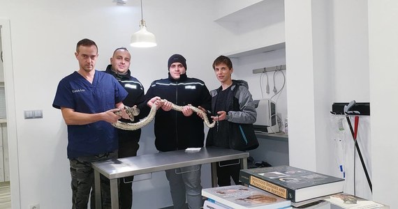 Jak pisze portal Piotrkowski24.pl. niestety, nie udało się uratować węża znalezionego w środę na DK12 na Polance w Sulejowie. Pytonem tygrysim zajął się weterynarz specjalizujący się w leczeniu zwierząt egzotycznych. Z relacji medyka wynika, że obrażenia były tak poważne, że gada trzeba było uśpić. 