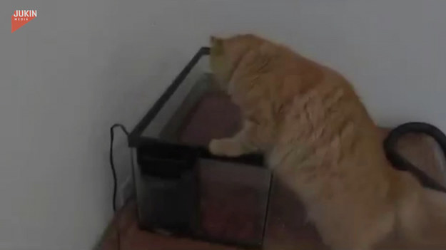Ciekawski kot chciał złowić rybę z akwarium. Dostał jednak nauczkę. Co się stało?