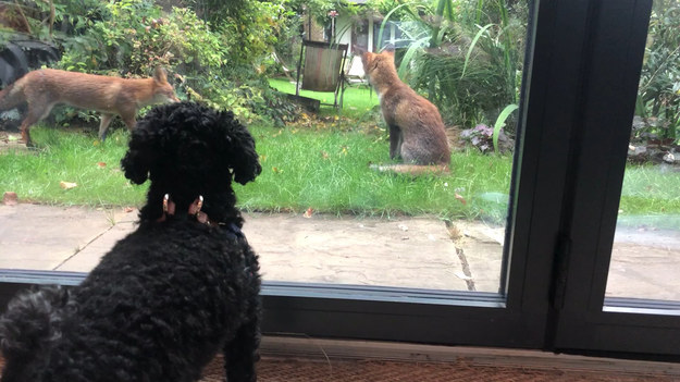 Ten uroczy czworonóg przyglądał się zza szyby mieszkania jak rodzina lisów buszowała po jego ogrodzie. Zobaczcie sami. 