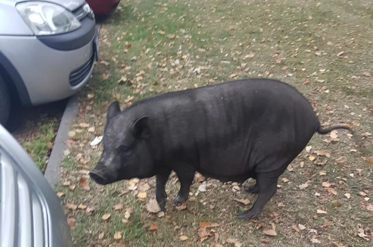 Mieszkańcy Chełmka zaalarmowali policję, że między blokami na osiedlu chodzi dzik. Funkcjonariusze szybko znaleźli i złapali zwierzę. Groźnym odyńcem okazała się... świnka wietnamska. Na dodatek oswojona. 