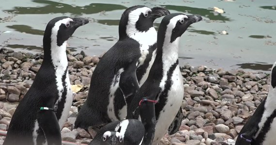 Sześć pingwinów z wrocławskiego zoo opuściło swój dom i ruszyło do Czech. W Uściu nad Łabą mają wzmocnić populację i stworzyć nowe rodziny. "Nasza kolonia osiągnęła już prawie maksymalny pułap. W tej chwili mamy 110 osobników. Nie chcemy też, by w tej grupie spokrewnione pingwiny zaczęły łączyć się ze sobą w pary. Dlatego część z nich musi wyjechać, by tworzyć nowe rodziny pingwinie w innych ogrodach zoologicznych" - tłumaczył Paweł Borecki, opiekun pingwinów we wrocławskim zoo. 