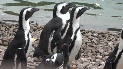 Przymusowa emigracja z wrocławskiego zoo. Pingwiny jadą do Czech 
