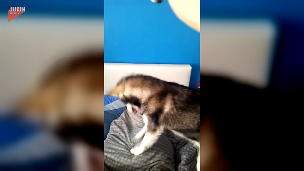 Ten husky każdy dzień zaczyna w ten sam sposób. Jeśli jego właściciel nie chce wstać, on mu w tym pomaga. Zobaczcie sami. 