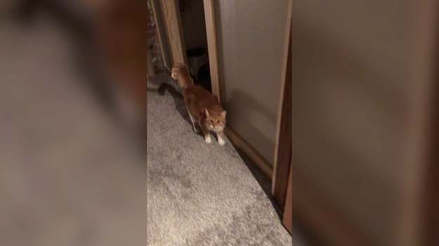 Kobieta nagrała reakcje swojego kota na wiadomość, że musi wyjść z domu. Zobaczcie sami. 