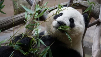 Koronawirus. Zoo w Niemczech planuje ubój zwierząt