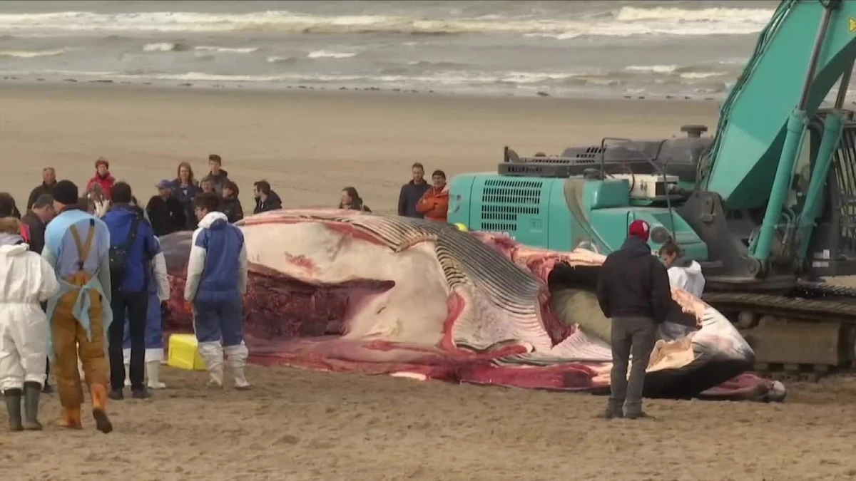 Martwy wieloryb został znaleziony na plaży niedaleko Van Haan w Belgii. Weterynarze i studenci Uniwersytetów w Liege i Gandawie przeprowadzili na miejscu sekcję zwłok, by ustalić przyczynę śmierci. 