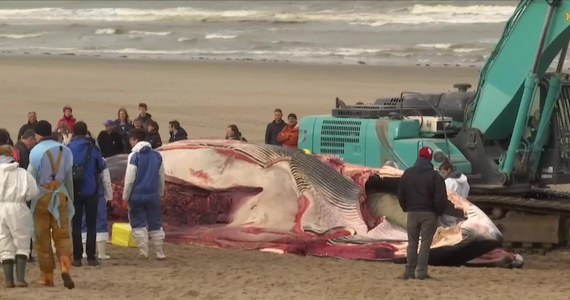 Martwy wieloryb został znaleziony na plaży niedaleko Van Haan w Belgii. Weterynarze i studenci Uniwersytetów w Liege i Gandawie przeprowadzili na miejscu sekcję zwłok, by ustalić przyczynę śmierci. 