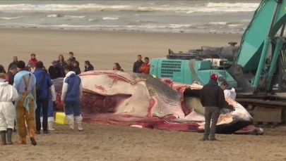 Martwy wieloryb na plaży w Belgii. "Był wynędzniały, z ranami na ciele"