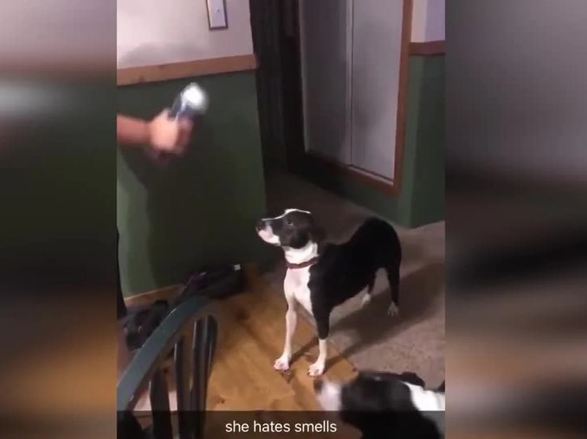 Są psy, które nie cierpią kotów i to chyba nikogo nie dziwi. Mieszkająca w amerykańskim stanie Tennnessee Millie jest jednak wyjątkowa. Suczka nienawidzi bowiem… zapachów! Millie ma wyjątkowo wyczulony węch. Zobacz jak reaguje na zapach granulek do płukania tkanin.