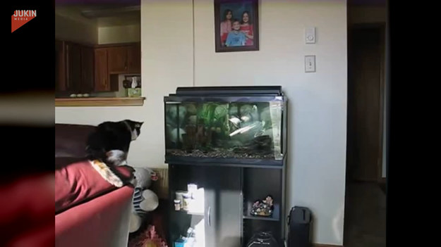 Kot próbował złowić rybę, którą obserwował z kanapy. Finał? 
