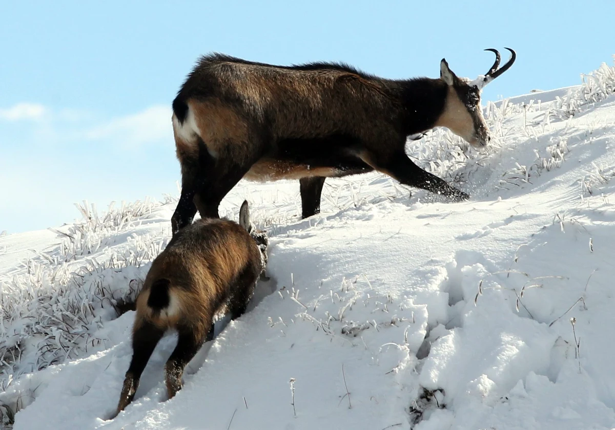 1431 kozic zaobserwowali w Tatrach polscy i słowaccy przyrodnicy podczas jesiennego liczenia. Jak przyznają eksperci, to niespodziewanie wysoki wynik.