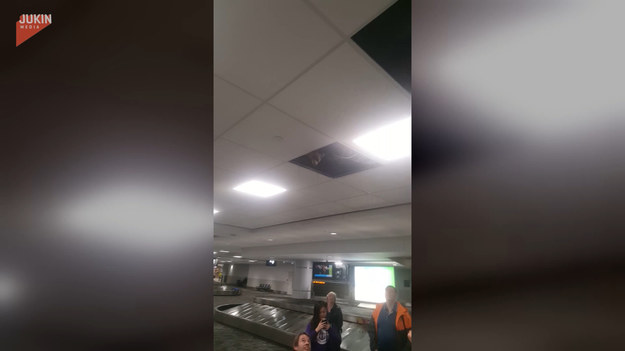 Nieproszony gość został zauważony na jednym z lotnisk. Zwierzę raz po raz wystawiało głowę z dziury w suficie, gdy tylko wyczuło jedzenie. Kto to?