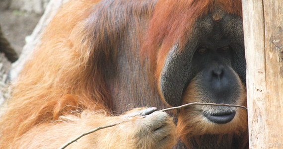 Orangutany okazują się pod pewnymi względami sprytniejsze od nawet kilkuletnich dzieci. Potrafią być wynalazcami nowych narzędzi, już przy pierwszej próbie zagiąć prosty pręt w formę haka, by wydostać z pionowej rury koszyk z przysmakiem. Piszą o tym na łamach czasopisma "Scientific Reports" austriaccy i brytyjscy naukowcy. Prowadzone przez nich badania pokazały, że orangutany potrafią też wyprostować hak jeśli potrzebują prostego pręta do wypchnięcia przysmaku z wąskiej poziomej rury. Dzieci zaczynają sobie z tym radzić dopiero w wieku około ośmiu lat.