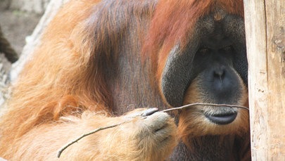 Orangutan potrafi to lepiej niż kilkuletnie dziecko