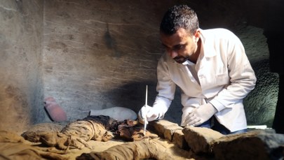 Niezwykłe odkrycie w Egipcie. Znaleziono dziesiątki mumii kotów