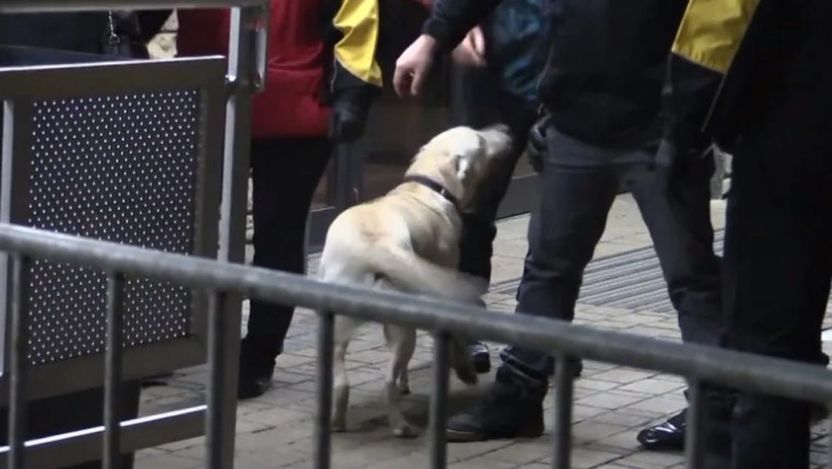 22 osoby mające przy sobie narkotyki zatrzymano podczas odbywającego się w miniony weekend w katowickim Spodku festiwalu muzyki elektronicznej Mayday. Funkcjonariusze co roku kontrolują tę imprezę i za każdym razem zatrzymują osoby z narkotykami.