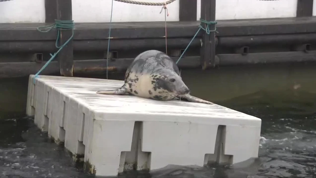 Wszystkie trzy dorosłe podopieczne helskiego fokarium w są w ciąży. Ojcem jest najprawdopodobniej Bubas – lokalny samiec alfa. Naukowcy cieszą się tym bardziej, że w mijającym roku zginęło wiele foczych dzieci.