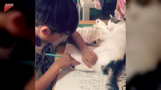 Kot uwielbia przeszkadzać chłopakowi podczas odrabiania lekcji. Co takiego robi?