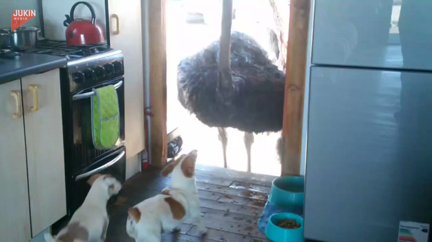 Dwa psy, próbowały nacieszyć się swoim posiłkiem, gdy w drzwiach pojawił się intruz, który też miał ochotę na ich miskę. Czy uda im się przegonić strusia z domu? 